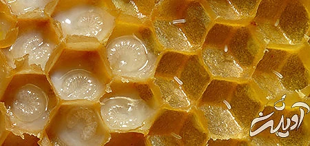 ژل رویال, ژل رویال چیست, میزان پروتئین در ژل رویال